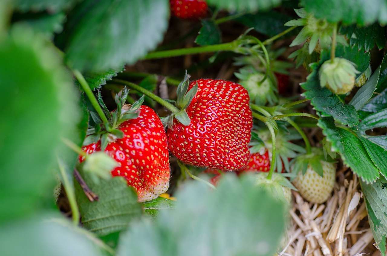 Maasikate korjamine eestis - punased maasikad valmimas peenral